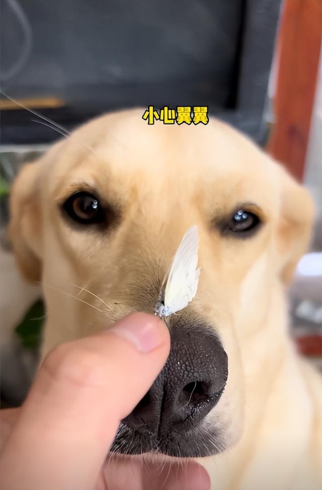 狗可以吃红心火龙果吗（狗为什么不能吃红心火龙果）