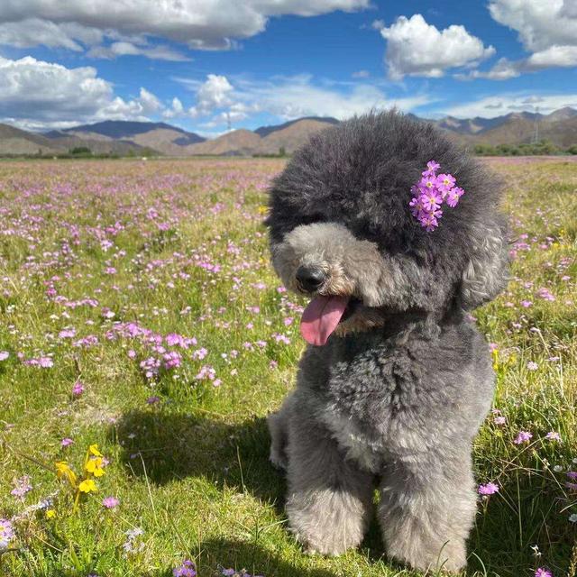 约克夏犬多少钱一只 纯种（约克夏犬多少钱一只幼崽）