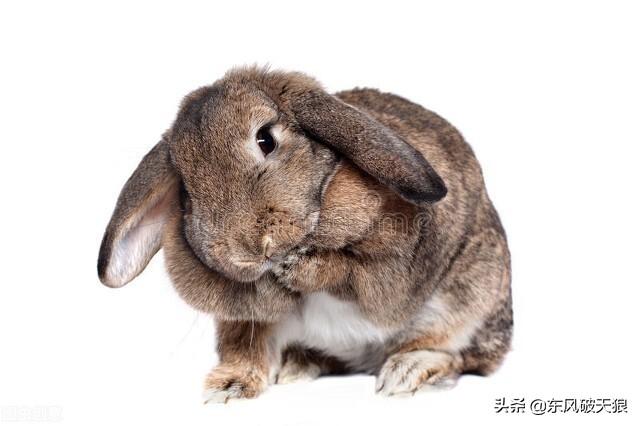 长毛宠物兔品种及图片（长毛宠物兔子的品种及图片）