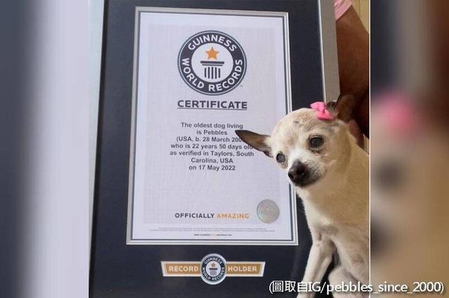 小猎犬和比格犬的区别（比格猎犬是哪个国家的）