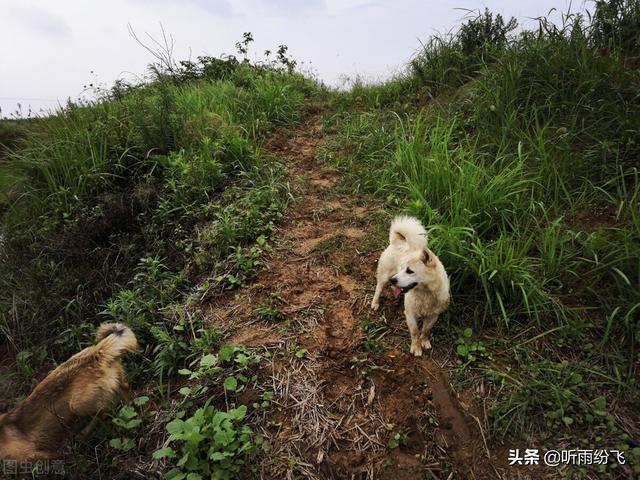 泰迪狗狗可以吃枇杷肉吗（狗狗可以吃枇杷肉吗_）