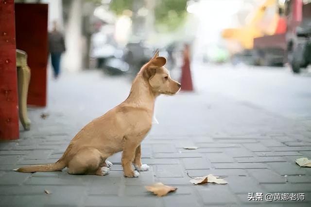 狗狗体检要多少钱一次（给狗狗体检一次多少钱）