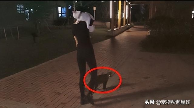 流浪猫有什么特征（流浪猫喜欢什么样的人）