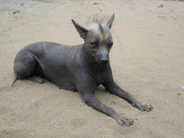 爱斯基摩犬幼犬图片（大型爱斯基摩犬多少钱一只）