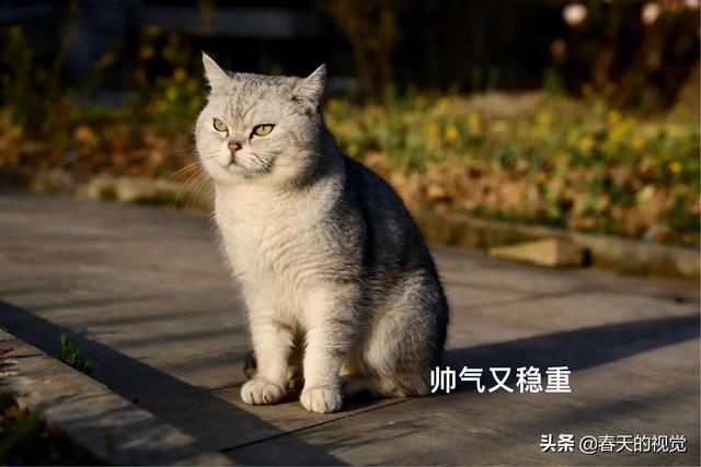 猫咪被打后难过的表现（打了猫咪之后猫咪的心理）