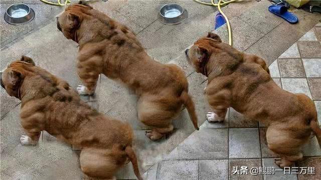 细狗和灵缇是一个品种吗（黑白灵缇犬）