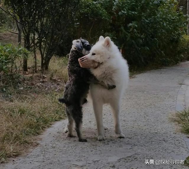 雪纳瑞犬会看家吗（雪纳瑞可以看家护院吗）