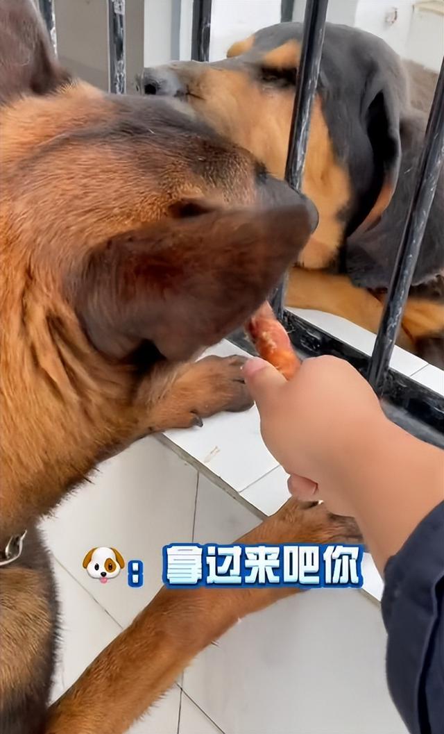 两个月马犬多少钱（一个月小马犬一般多少钱）