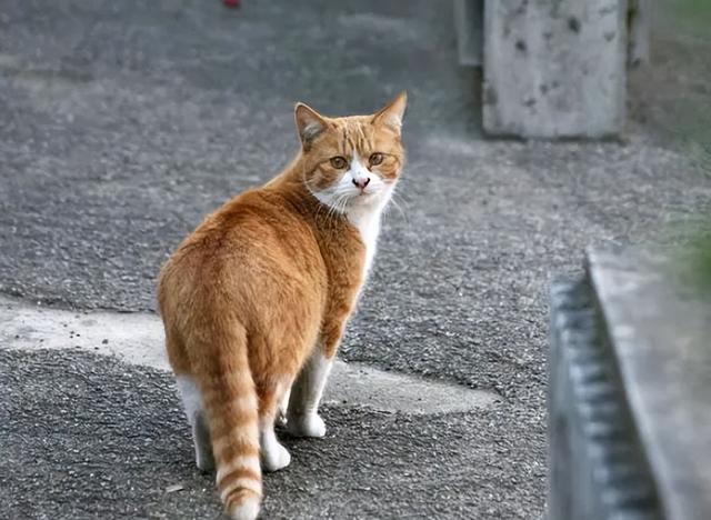 英短银渐层跟蓝猫配出来是什么（英短银渐层和蓝白猫配出来什么样子）