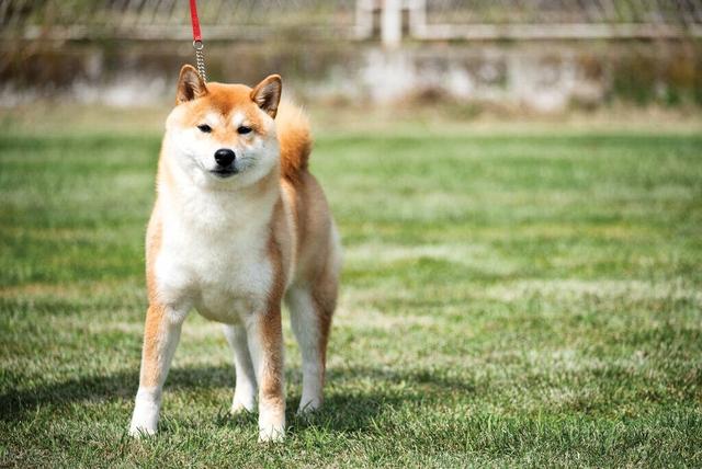 柴犬跟秋田犬哪个好养（柴犬和秋田犬哪个适合家养）