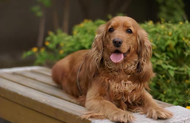 英国可卡犬多少钱一只（可卡犬大约多少钱一只）