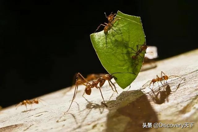 自己抓的蚂蚁怎么养在家_(没有蚁后)（自己抓的蚂蚁怎么养简单）