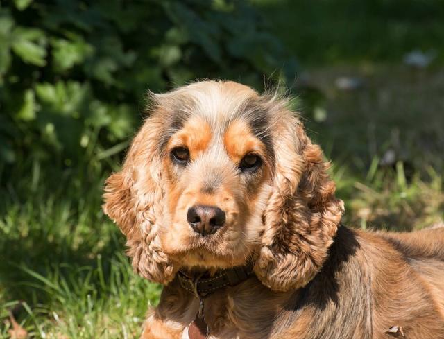 英国可卡犬多少钱一只（可卡犬大约多少钱一只）