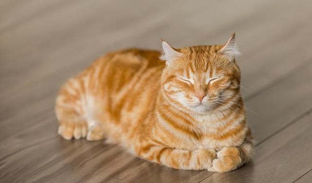 野猫整天叫的跟小孩子哭一样（野猫半夜叫得像婴儿哭是为什么）