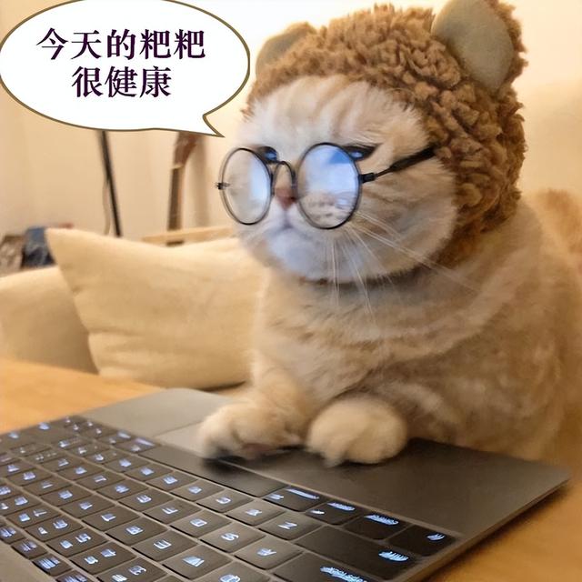 猫砂是什么东西做成的（猫砂是用来做什么的）