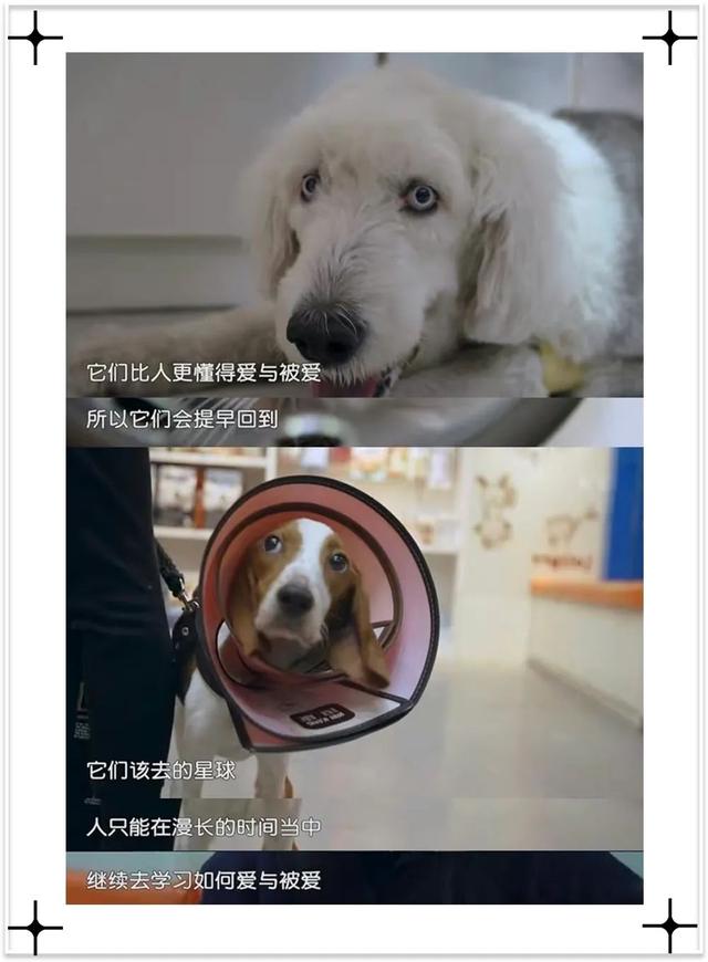 腊肠犬能卖多少钱一只（腊肠犬一般什么价）