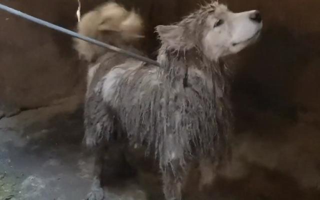 萨摩耶犬多少钱一只（萨摩耶犬多少钱一只幼崽）