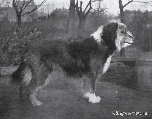 陨石边境牧羊犬图片大全（陨石色边境牧羊犬幼犬）