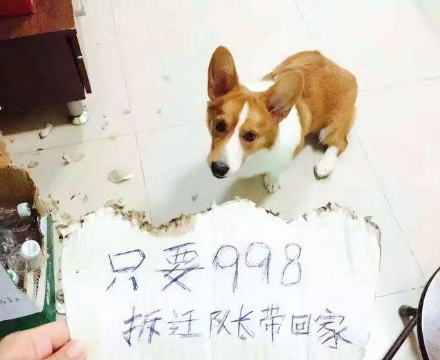 2种名犬图片及名字及资料（各种名犬图片及名字