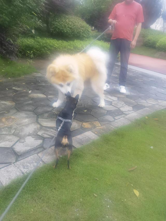 小鹿犬图片大全大图恶（小鹿犬狗图片大全图片）