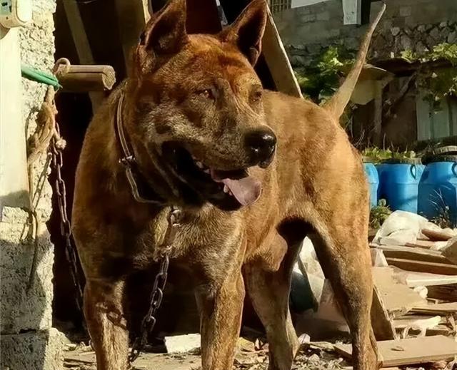 虎斑犬好不好（中华虎斑犬凶吗）