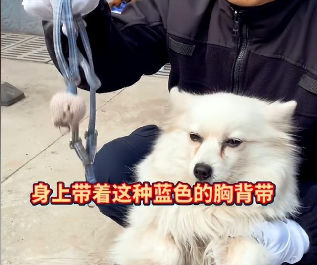 马犬多少钱一只小犬（一个月小马犬多少钱一只）