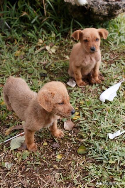 怎样训练博美小狗听话（怎么训练博美犬呢）