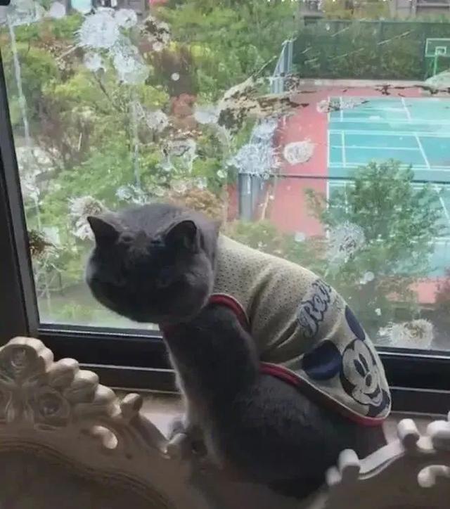 猫咪被打为什么会拉屎（猫咪挨打之后直接拉屎了）