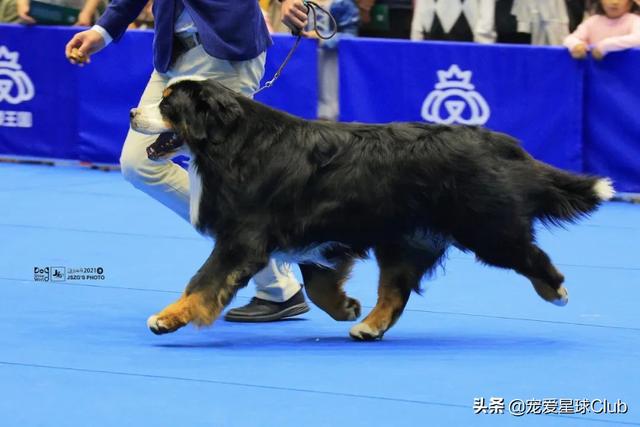 迷你雪纳瑞犬多少钱一只（小型雪纳瑞犬多少钱）