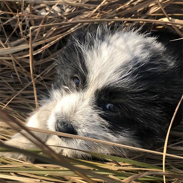 纯种边境牧羊犬市场价（纯的边境牧羊犬多少钱）