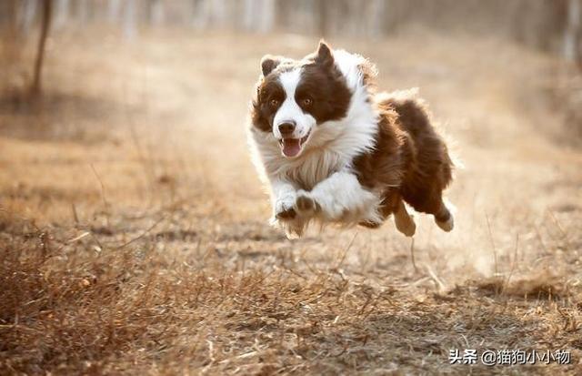 边牧犬多少钱一只幼崽纯种（边牧犬多少钱一只幼崽图片）