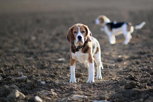 米格尔猎兔犬（米格鲁犬图片与价格）