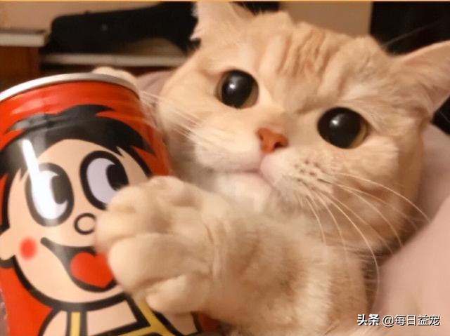 猫咪发情几月份（猫咪一般几月份发情）