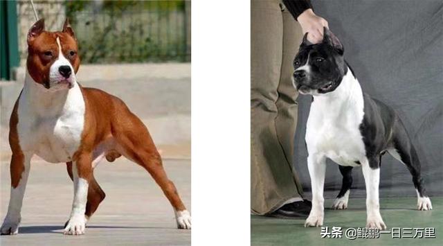 细狗和灵缇是一个品种吗（黑白灵缇犬）