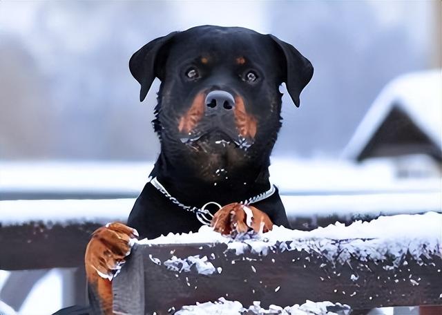 纯种罗威纳幼犬价格（进口罗威纳犬多少钱一条纯种的）