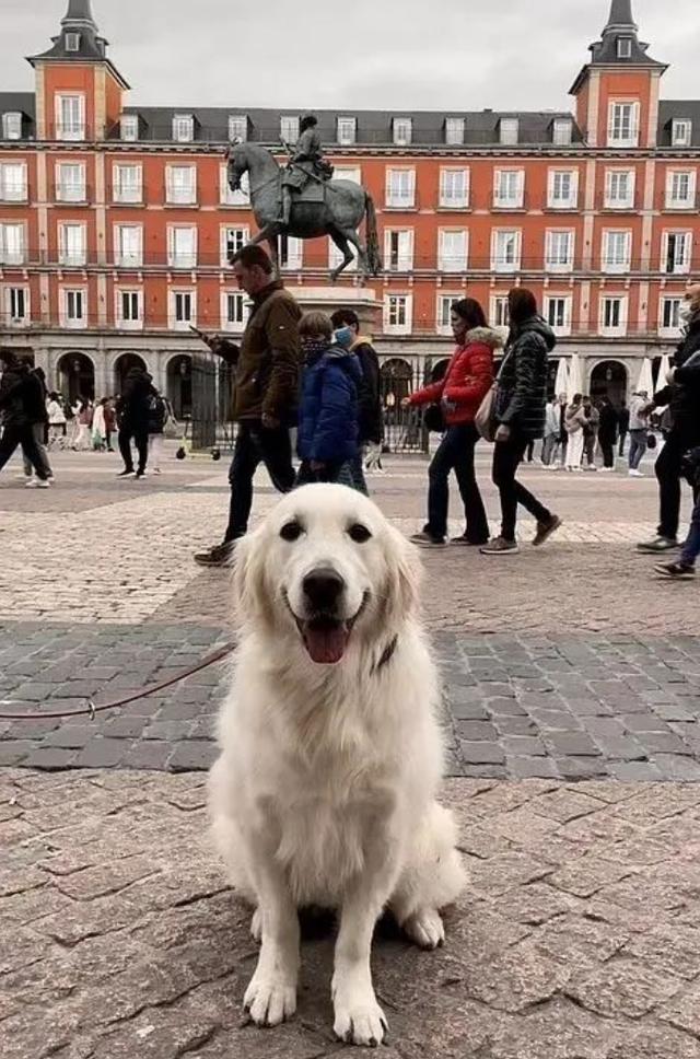 沙滩金毛犬图片大全（白色金毛犬图片大全）