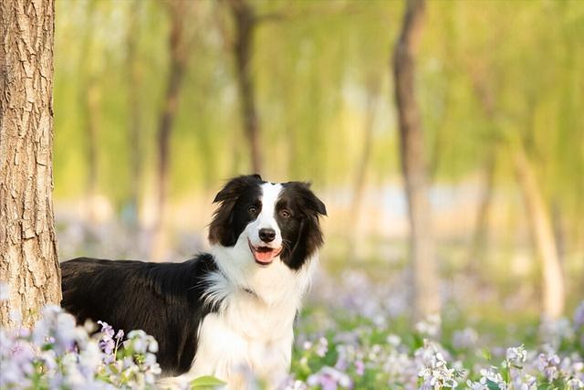 边牧犬多少钱一只（边牧的幼犬多少钱一只）