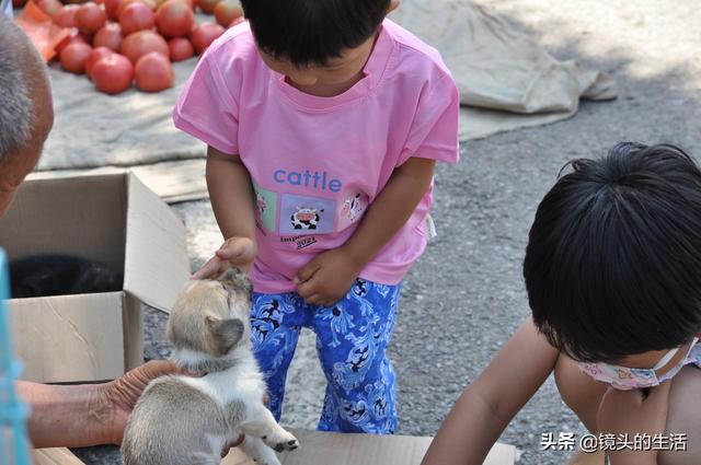 最便宜的狗狗多少钱一只_（最便宜的狗几块钱一只）