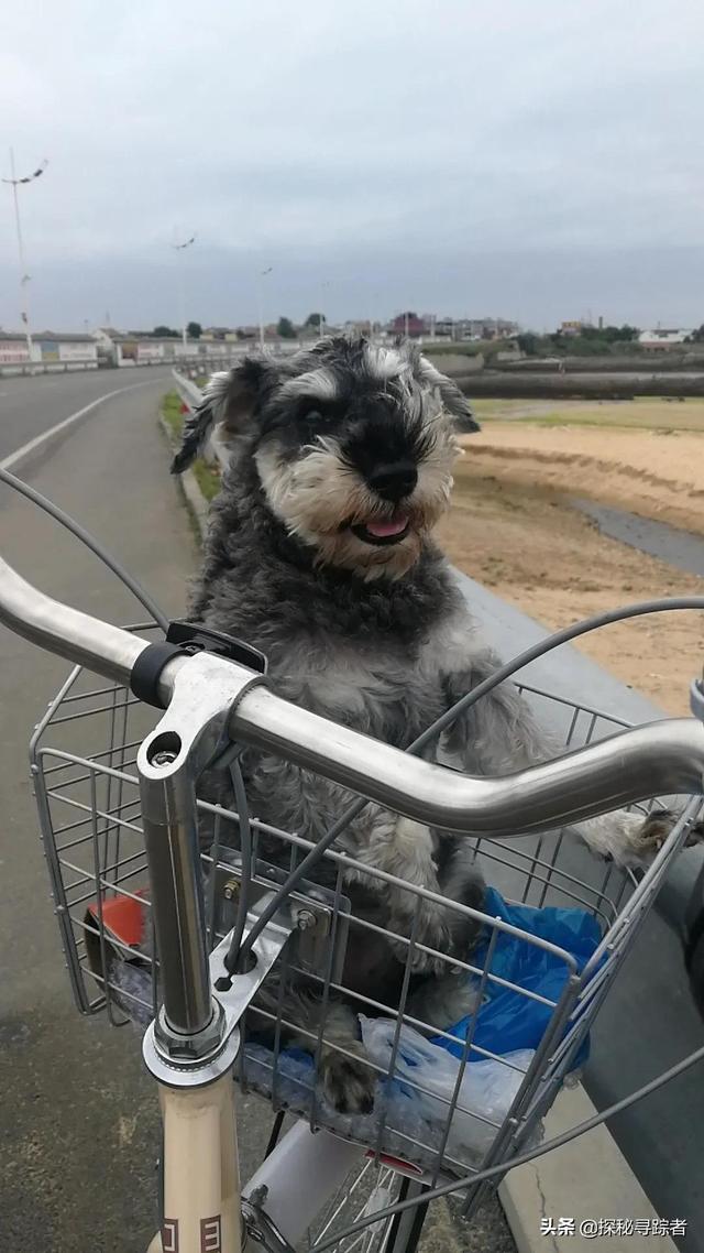 雪纳瑞犬会看家吗（雪纳瑞可以看家护院吗）