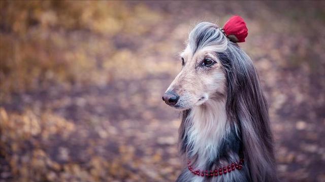 阿富汗猎犬要多少钱（阿富汗猎犬国内价格）