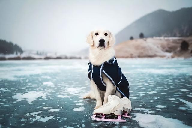 沙滩金毛犬图片大全（白色金毛犬图片大全）