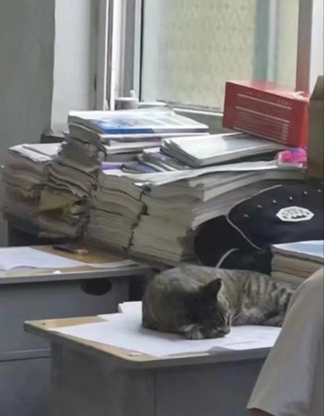 猫的胡子如果被剪了会怎么样（剪掉了猫的胡子猫会怎么样）