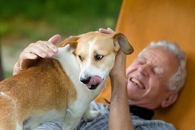 狗狗临死前和主人道别(柴犬)（狗狗死前会向主人道别）