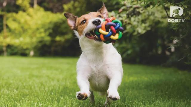 腊肠犬能卖多少钱一只（腊肠犬一般什么价）