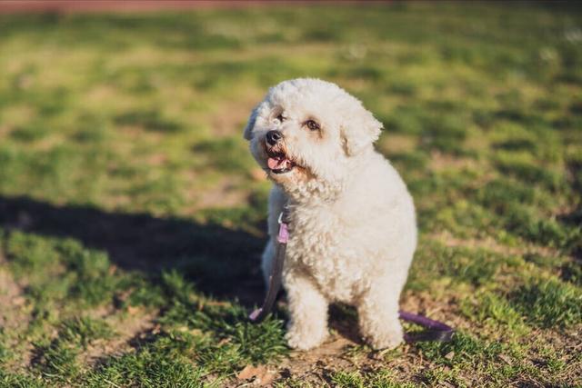 比熊犬如何训练_（比熊犬如何训练大小便）