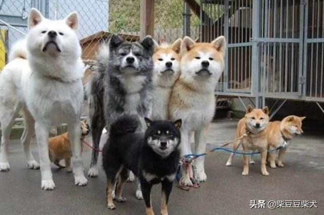 黑色秋田犬多少钱一只（虎斑秋田犬多少钱一只）