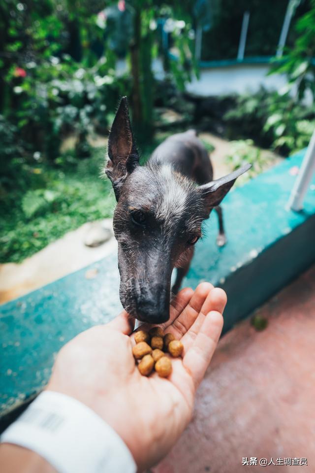 金毛犬吃生肉好不好（金毛吃什么生肉好）