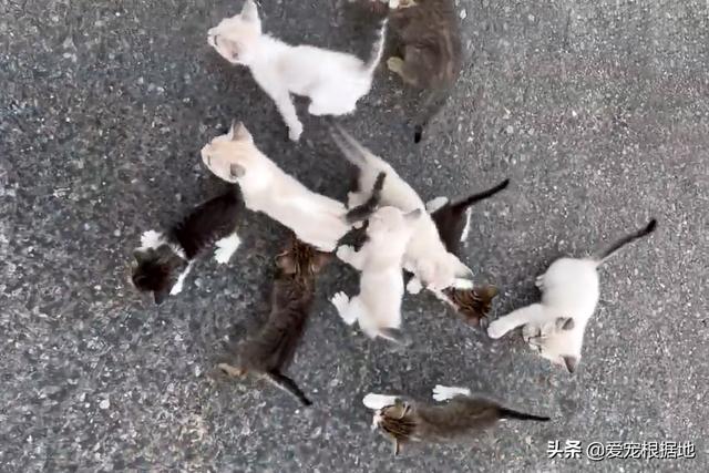 猫拦路啥意思（猫拦路有什么预兆）