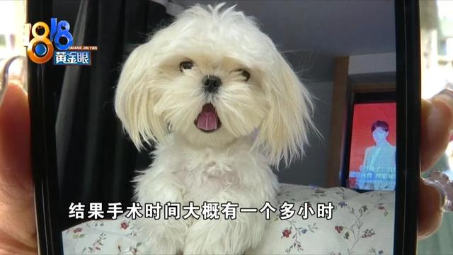 纯种马尔济斯犬多少钱一只（马尔济斯犬价格）