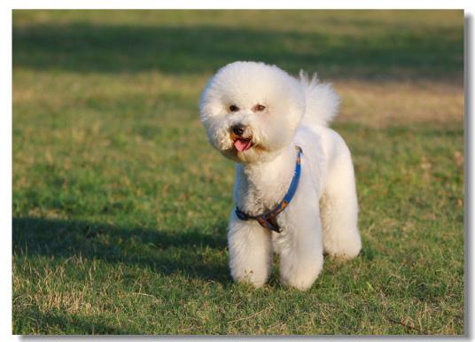 比熊犬如何训练_（比熊犬如何训练大小便）